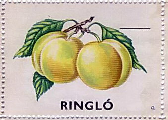 Ringló.jpg